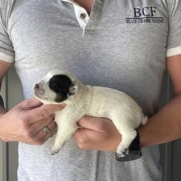 Eve - Male 3 - Blue male Australian Cattle Dog puppy in Jefferson, South Carolina from Blue Creek Farms