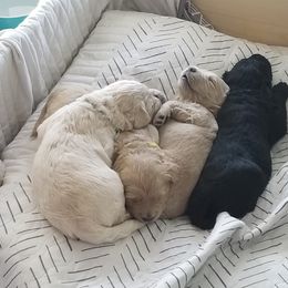 Bernedoodle and Goldendoodle Puppies from Cookies and Cream Doodles