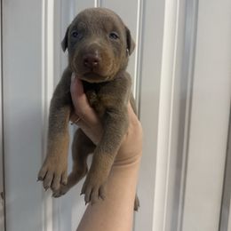 Purple girl - Blue and rust female Doberman Pinscher puppy in Ludowici, Georgia from Royal Destiny Kennels