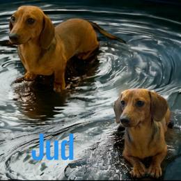 Jud - Dachshund