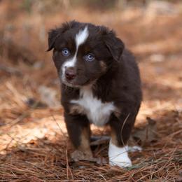 Fletcher - RTM3 - Red tri male Miniature Australian Shepherd puppy in Nacogdoches, Texas from TK Standard, Mini, & Toy Aussies