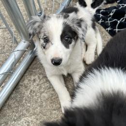 Border Collie Puppies from Roaring River Border Collies