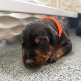 Aurora - Black and rust female Doberman Pinscher puppy in Lynn, Michigan from Creekside Dobermans