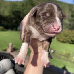 Australian Shepherd Puppies from Discovery Hill Australian Shepherds