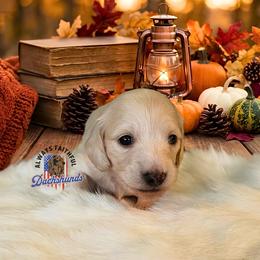Nova - Cream female Dachshund puppy in Waverly, Ohio from Always Faithful Dachshunds