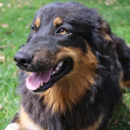 Willow - Australian Shepherd