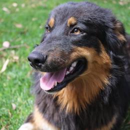 Willow - Australian Shepherd