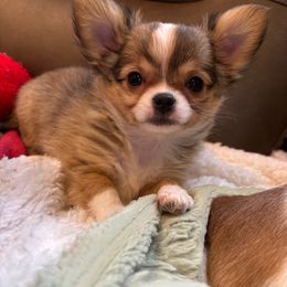 Violet - Chocolate sabled fawn female Chihuahua puppy in East Syracuse, New York from Blissful’s Chihuahuas