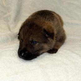 Biscuit - Sable male German Shepherd puppy in Ashland, Alabama from CzechDDR