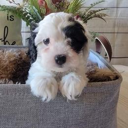 Bernedoodle, Cavapoo, Cockapoo, and Goldendoodle Puppies from Farquharson's Poodles&Doodles