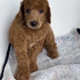 Chandler - Red  male Poodle puppy in Mount Vernon, Illinois from AMC Poodles