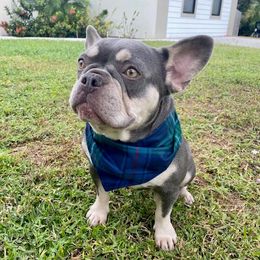 Shelby - French Bulldog
