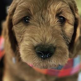 Assorted Doodle Crosses from Golden Palms Puppies