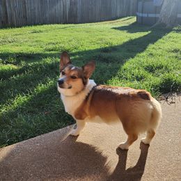 Pembroke Welsh Corgi Puppies from Shelly Bean Corgis