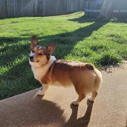 Pembroke Welsh Corgi Puppies from Shelly Bean Corgis