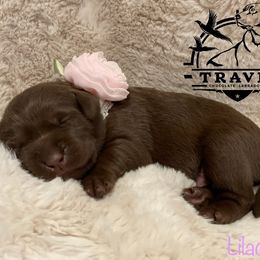 Labrador Retriever Puppies from Travis’ Chocolate Labradors