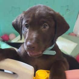 Maxwell Edison, blue collar - Chocolate male Labrador Retriever puppy in Longmont, Colorado from Cornwell Labradors