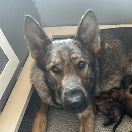 Kandy - German Shepherd