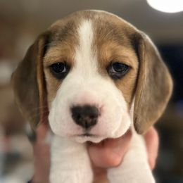 "May" - pink girl - Black tan and white Beagle puppy in Las Vegas, Nevada from Vegas Valle Beagles