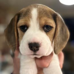 "May" - pink girl - Black tan and white Beagle puppy in Las Vegas, Nevada from Vegas Valle Beagles