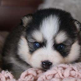 Tuli - Black and white female Pomsky puppy in Albany, Indiana from Hatz Off Puppies