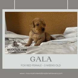 Gala - Yellow female Labrador Retriever puppy in Grand Gorge, New York from Mountain View Labrador Retrievers
