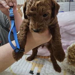 Boy 1 - Poodle puppy from Sondra's Miniature Poodles