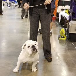 Bulldogs from Beams Bulldogs