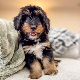 Colby - male Bernedoodle puppy in Sharpsburg, Georgia from Steindoodles