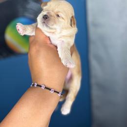 CKC Romeo - Cream and white male Shih Tzu puppy in Roseville, Michigan from Diamond Paws LLC