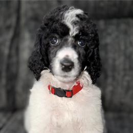 Apple (Red Collar) - Parti female Poodle puppy in League City, Texas from Chauffeured Poodles