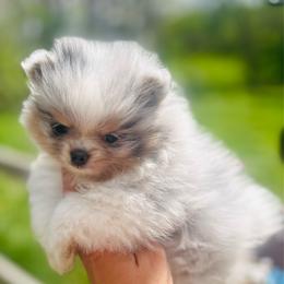 Otter - Blue merle male Pomeranian puppy in Buck Valley, Pennsylvania from Buck Valley Pomeranians