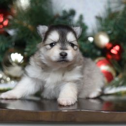 Noelle - Gray and white female Pomsky puppy in Coos Bay, Oregon from Ocean View Pomskies