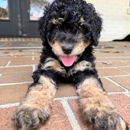 Stormy - Phantom female Goldendoodle puppy in Ocala, Florida from The Treasured Puppies Department