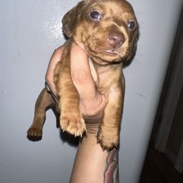 Dachshund Puppies from Autumns Dachshunds
