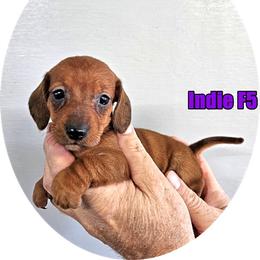 Indie F5 - Red female Dachshund puppy in Blountsville, Alabama from Zoey's Doxies