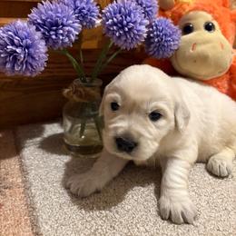 Amelia - Light golden female Golden Retriever puppy in Grant County, Indiana from On The Sunny Side Pavey Farms