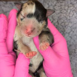 Jasmine2Girl1- BMF,Long,AKC,OFA,Genetics - Blue merle female Australian Shepherd puppy in South Hill, Virginia from Silverside Aussies LLC