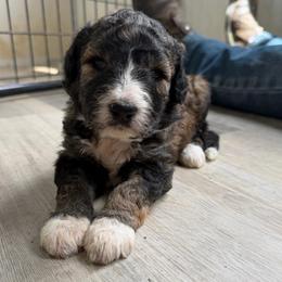 Coffee bean - Lavender - Brown and white female Aussiedoodle puppy in Eolia, Missouri from Barefoot Kennel