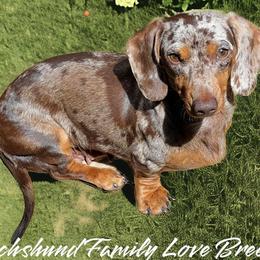 Daisy - Dachshund