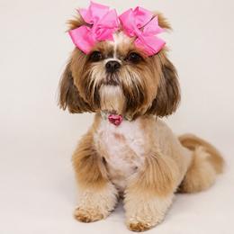 Ruby - Shih Tzu
