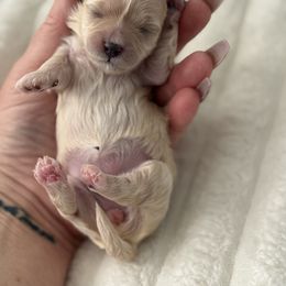 Venice - Apricot female Maltipoo puppy in Fredericktown, Missouri from Doodle Pups Fur-Ever