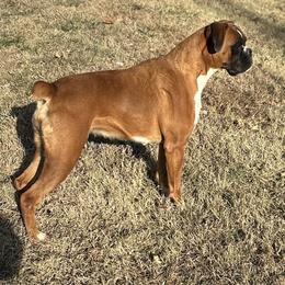 Paisley - Boxer