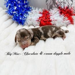 Big Mac - Dapple male Dachshund puppy in Prairieville, Louisiana from Southern Barron Danes & Dachshunds