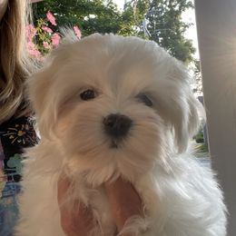 Rose - White female Maltese puppy in Wilson, New York from Maltese By Valerie