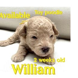 William - Cream male Poodle puppy in Oceanside, New York from Anastasia Poodles three four seven seven five four two three four five