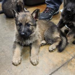 Walker (Black male) - Sable male German Shepherd puppy in Winchester, Kentucky from Del Lago Canine