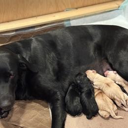 Girl 3 - Black female Labrador Retriever puppy in Zeeland, Michigan from Ace Labradors
