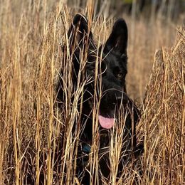 German Shepherds from Chestuee German Shepherd