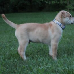Carolina Dog Puppies from Williams Sweet Carolina